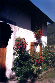 L'entrée de la maison couverte de géraniums une journée d'été.